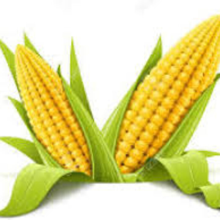 Two ears of corn with leaves on the stems.