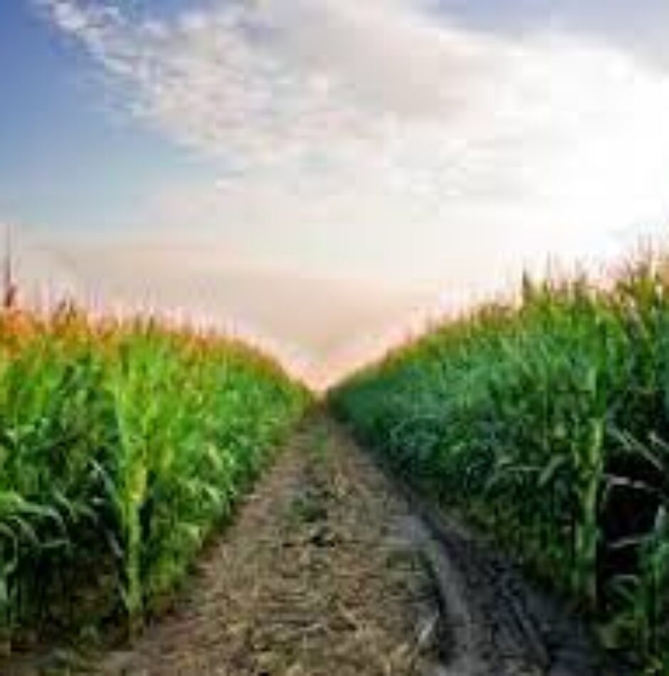 A dirt road through the middle of a field